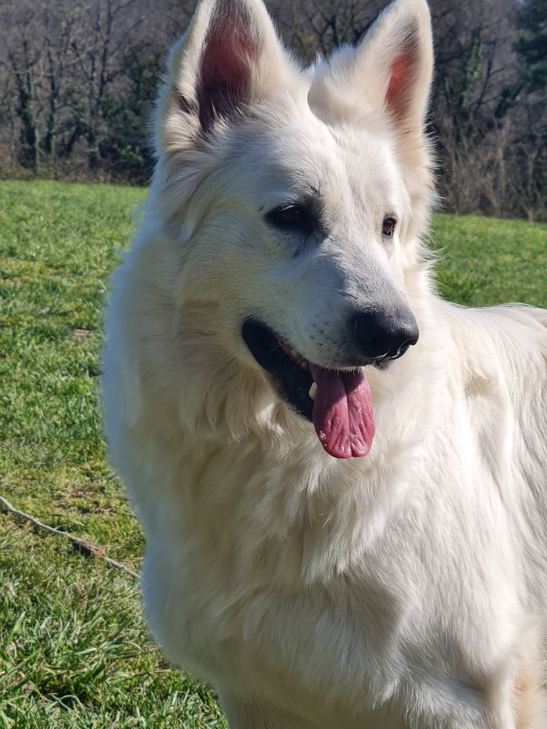 OdyssÃ©e The Paradise Of The White Wolves